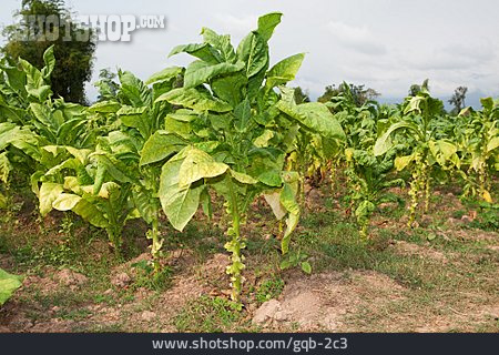 
                Tabak, Tabakpflanze, Tabakfeld                   