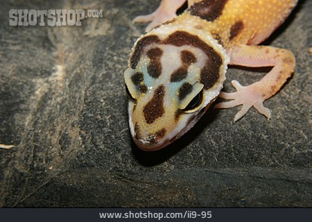 
                Leopardgecko                   