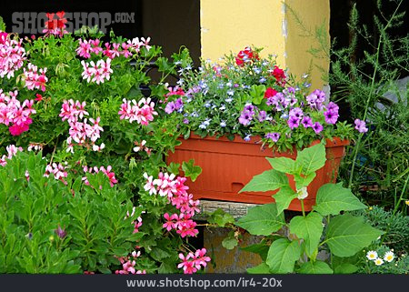 
                Blume, Blühen, Balkonpflanze                   