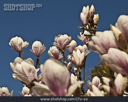 
                Magnolienblüte, Tulpen-magnolie                   