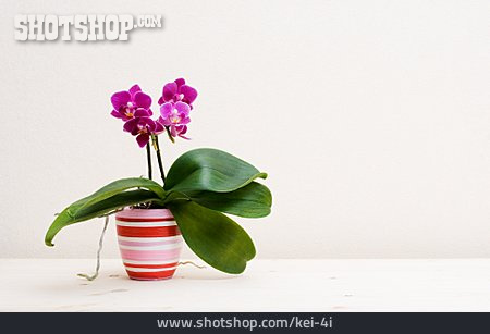 
                Zimmerpflanze, Orchidee                   