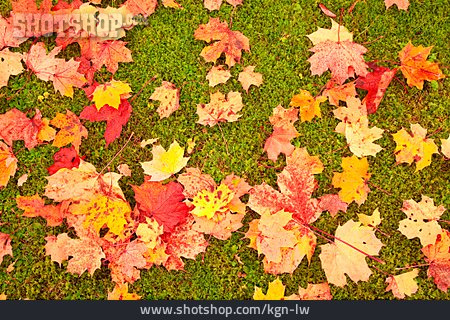 
                Leaves, Autumn Leaves                   