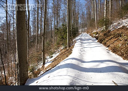 
                Waldweg, Schneeschmelze                   