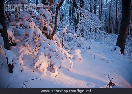 
                Verschneit, Winterwald                   