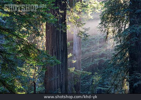 
                Wald, Mammutbaum, Redwood-nationalpark                   