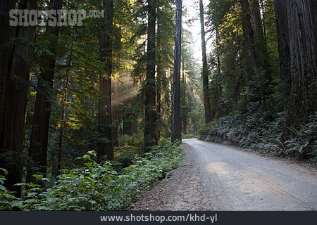 
                Wald, Mammutbaum, Redwood-nationalpark                   
