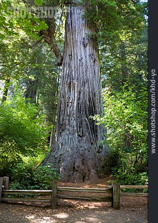 
                Mammutbaum, General Grant Tree                   