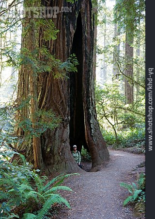 
                Mammutbaum, Redwood-nationalpark, Größenvergleich, Redwood                   
