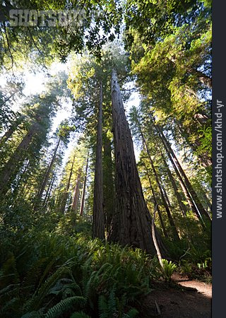 
                Wald, Mammutbaum, Redwood-nationalpark, Redwood                   