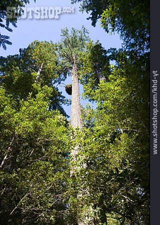
                Mammutbaum, Redwood-nationalpark, Redwood                   