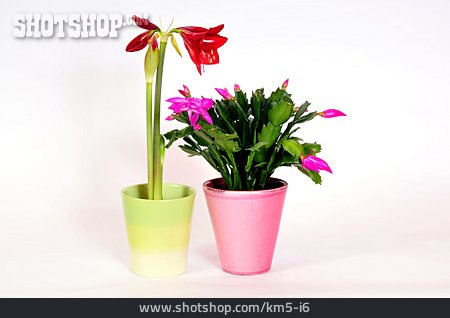 
                Amaryllis, Zimmerpflanze, Ritterstern, Blumentopf, Topfpflanze, Osterkaktus, Hatiora                   