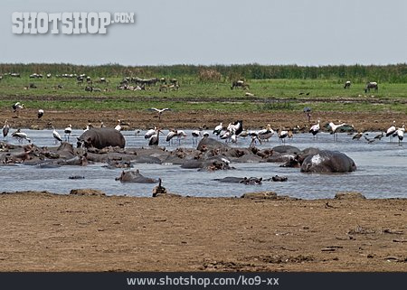 
                Herde, Flusspferd, Marabu                   