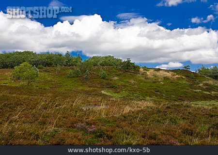 
                Landschaft, Heidelandschaft                   