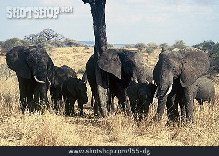 
                Elefant, Serengeti                   