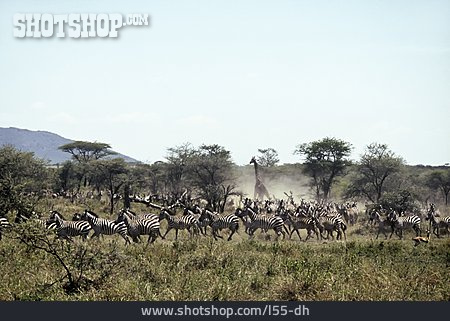 
                Zebra, Serengeti, Tansania                   