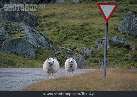 
                Schaf, Straße                   