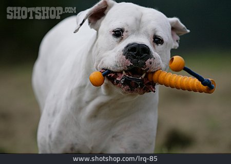 
                Hundespielzeug, Dogo Argentino                   