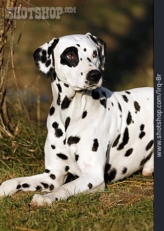 
                Hund, Dalmatiner                   
