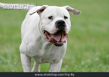 
                Hund, Listenhund, Dogo Argentino                   