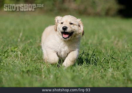 
                Hundewelpe, Golden Retriever-welpe                   