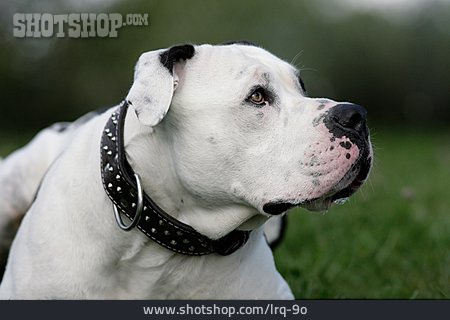 
                Hund, Listenhund, Dogo Argentino                   