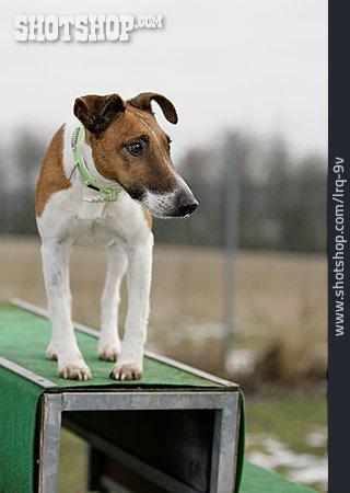 
                Hund, Foxterrier                   