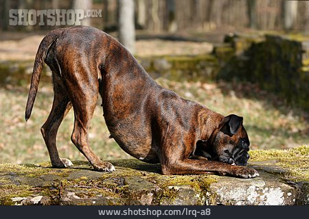 
                Hund, Deutscher Boxer                   