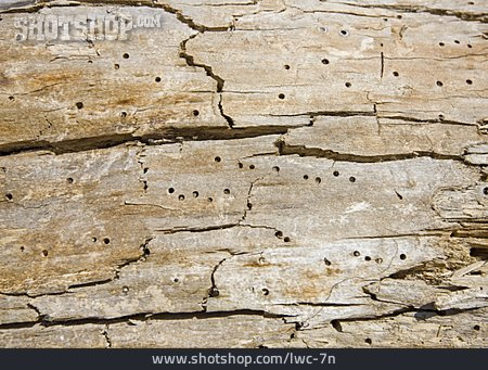 
                Holz, Holzwurm, Schädlingsbefall                   