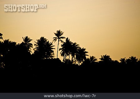 
                Palmen, Silhouette, Palmenwald                   