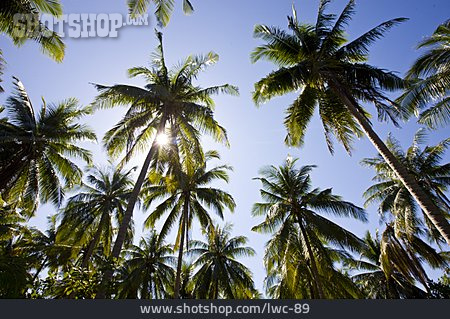 
                Palmen, Tropisch                   