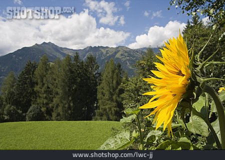 
                Sonnenblume, Berglandschaft, Südtirol                   