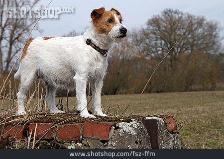 
                Hund, Parson Russell Terrier                   