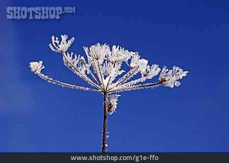 
                Winter, Frost, Ice Crystals, Hercules Hogweed                   