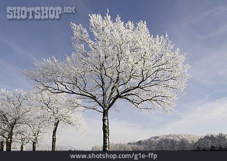 
                Baum, Winter, Winterlandschaft, Raureif                   
