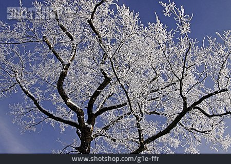 
                Baum, Winter, Raureif                   