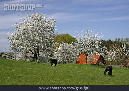 
                Weide, Bauernhof, Baumblüte, Osnabrücker Land                   