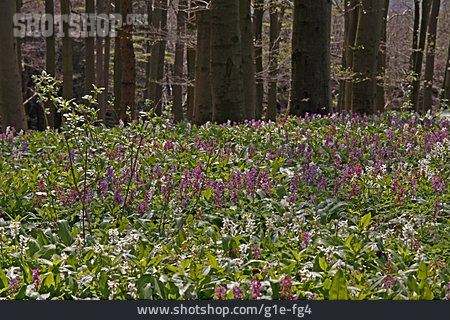 
                Wald, Blüte, Frühling, Hohler Lerchensporn                   