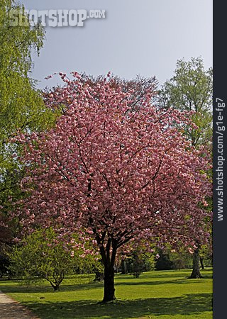 
                Kirschbaum, Japanische Blütenkirsche                   