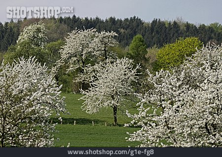 
                Landschaft, Frühjahr, Kirschbaumblüte, Osnabrücker Land                   