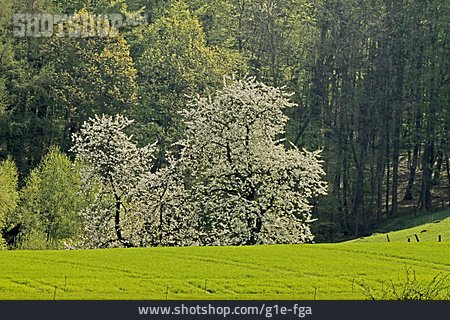 
                Frühjahr, Wiese, Baumblüte, Osnabrücker Land                   
