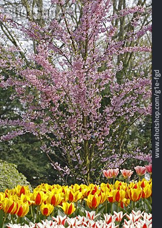 
                Blüte, Tulpe, Japanischer Kirschbaum                   