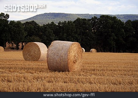 
                Straw Bales, Field Stubble                   