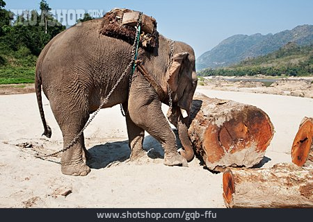 
                Arbeitende Tiere, Elefant                   