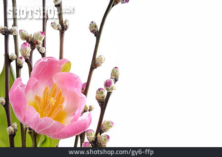 
                Zweig, Tulpenblüte                   