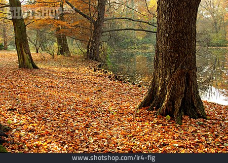 
                See, Herbstlaub, Laubwald                   
