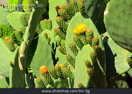 
                Kaktus, Kaktusblüte, Feigenkaktus                   