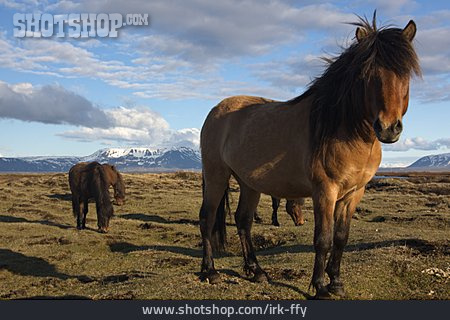 
                Pferd, Island, Islandpferd                   