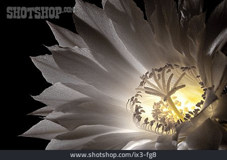 
                Blüte, Echinopsis, Königin Der Nacht                   