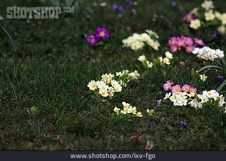 
                Flower Meadow, Primrose                   