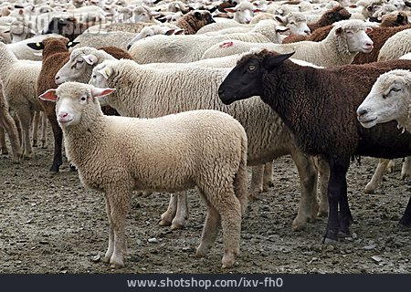 
                Viehzucht, Schaf, Schafherde                   